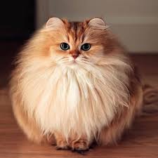 Top 10 Most Beautiful Cat Breeds In The World En 2020 Con Imagenes Gatitos Esponjosos Gatitos Lindos Gatos