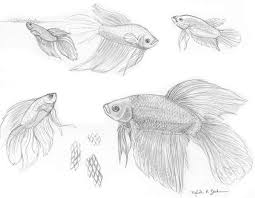 Betta Fish Drawing Google Search Betta Glass Painting Patterns Fish Drawings