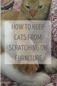 Pin On Cat Tips Training Behavior Guides