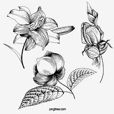 Flower Sketch Illustration Element Black And White Flower Plant Png Transparent Clipart Image And Psd File For Free Download In 2020 Flower Sketches White Flower Pot Flower Frame