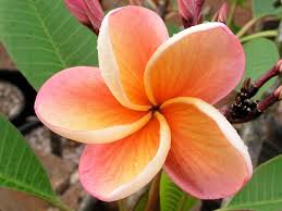 The Plumeria India Tropical Flowers Plumeria Plants