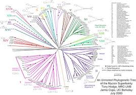 Myosin Wikipedia