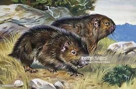 Mountain Beaver Aplodontiidae Drawing Drawings Art Com Beaver