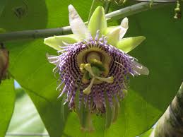 Image result for Passiflora ligularis