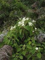 Image result for Dombeya acutangula