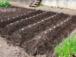 バーク堆肥の使い方｜特徴や効果は？マルチングに使える？デメリットもあるの？｜🍀GreenSnap（グリーンスナップ） さん