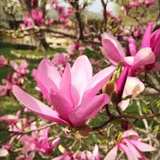 See more of beautiful betty boop on facebook. Betty Magnolia Naturehills Com