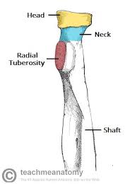 Radius articulates with carpal bones medially at the styloid the abductor pollicus longus is labelled apl and it is on top of the radius (labelled radius). The Radius Proximal Distal Shaft Teachmeanatomy