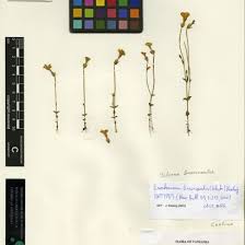 Image result for Exochaenium