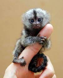 Pin By Magdalena Baranska On Animals Cute Animals Pet Monkey Cute Baby Animals