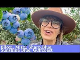 Misty Plant's Instagram, Twitter & Facebook