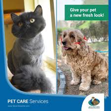 Come inside with your pet. Abu Dhabi Falcon Hospital Pet Care Pets Your Pet