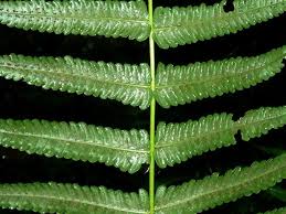 Image result for Pneumatopteris unita