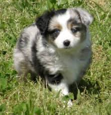 Black And White Aussie Blue Eyes Blue Merle Toy Aussie Australian Shepherd Female With Blue Eyes Aussie Puppies Toy Australian Shepherd Shepherd Puppies