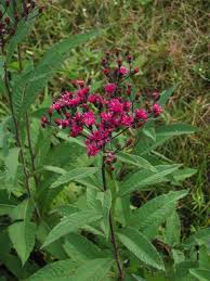 Image result for Vernonia kirkii