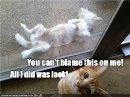Don't forget to share this hilarious meme pictures with your friends. Not My Fault Lolcats Lol Cat Memes Funny Cats Funny Cat Pictures With Words On Them Funny Pictures Lol Cat Memes Lol Cats