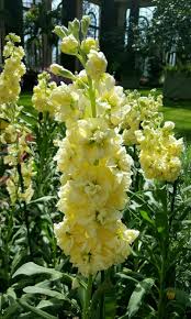 Katz Yellow Stock Matthiola Incana Planting Flowers Plants Perennial Flowering Plants
