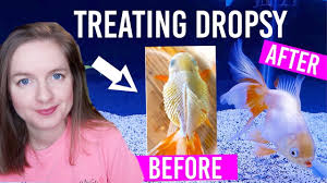 How To Treat Dropsy In Goldfish Full 2 Week Treatment Youtube