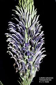 Image result for Lobelia paludigena