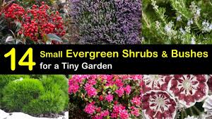 Check spelling or type a new query. 14 Small Evergreen Shrubs Bushes For A Tiny Garden