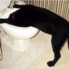 We have vets online right now to answer you. What Are The Causes Of My Dog Vomiting Bile Pethelpful