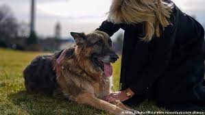 Beiss Vorfall First Dogs Fliegen Raus Aktuell Amerika Dw 09 03 2021