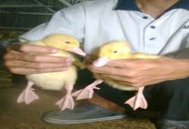 We did not find results for: 83 Gambar Bebek Peking Jantan Dan Betina Paling Keren Gambar Pixabay