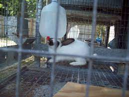 Rabbit Waterers Rabbit Waterer Meat Rabbits Raising Rabbits