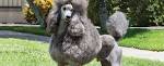 - Florida Poodle Rescue - ADOPTIONS - Rescue Me!