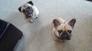 A frug is a mixed hybrid between a french bulldog and a pug. Frenchie Pug French Bulldog Pug Mix Info Pictures Facts Traits