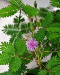 The mimosa strain has 17% to 30 % thc. Sensitive Plant Mimosa Pudica Care Tips Picture