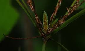 Image result for Cyperus amabilis