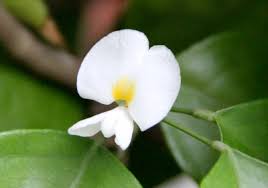 Image result for Baphia speciosa