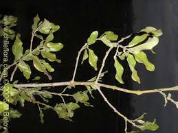 Image result for Beilschmiedia michelsonii