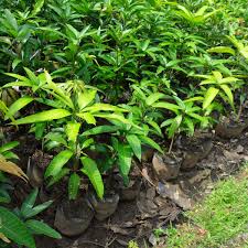 Cara mudah menanam dan merawat tanaman mangga harum manis. Bibit Mangga Arum Manis Di Bandar Lampung Www Stewartflowers Net