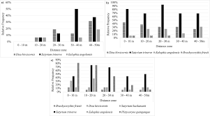 Image result for Brachycorythis friesii