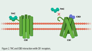 Smoking weed a person can use a vaping device to inhale tetrahydrocannabinol (thc). Thc Vs Cbd Uses Side Effects And Structure Lab Manager