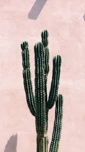Backgrounds Cactus Iphone Background Tumblr Backgrounds