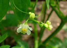 Image result for Cardiospermum halicacabum