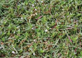 Check spelling or type a new query. Virginia Buttonweed No 1 Weed Problem Of Southern Lawns