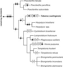 Image result for Dichilus lebeckioides