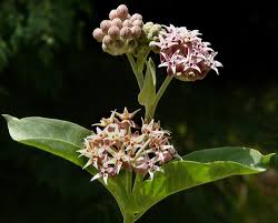Apocynaceae Of California Us Inaturalist