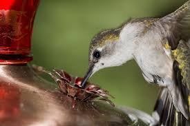 Check spelling or type a new query. Homemade Hummingbird Food Why A 1 3 Sugar To Water Ratio Is Best The Grow Network