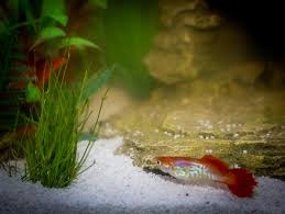 Image result for Eleocharis minuta