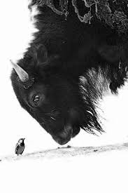 F A T O S Adli Kullanicinin Black White Photography Panosundaki Pin Hayvanat Bahceleri Hayvan Komik Hayvan