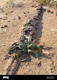 Image result for Welwitschia