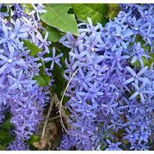 Strongylodon macrobotrys dataran yang sesuai: Facebook