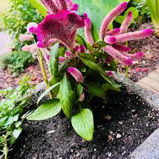 Image result for Congolanthus