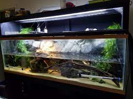 Red Eared Slider Tank Size Requirements Reptifiles