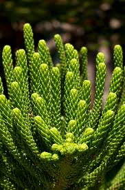 Image result for Araucariaceae